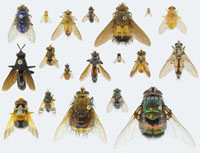 Tachinid Diversity